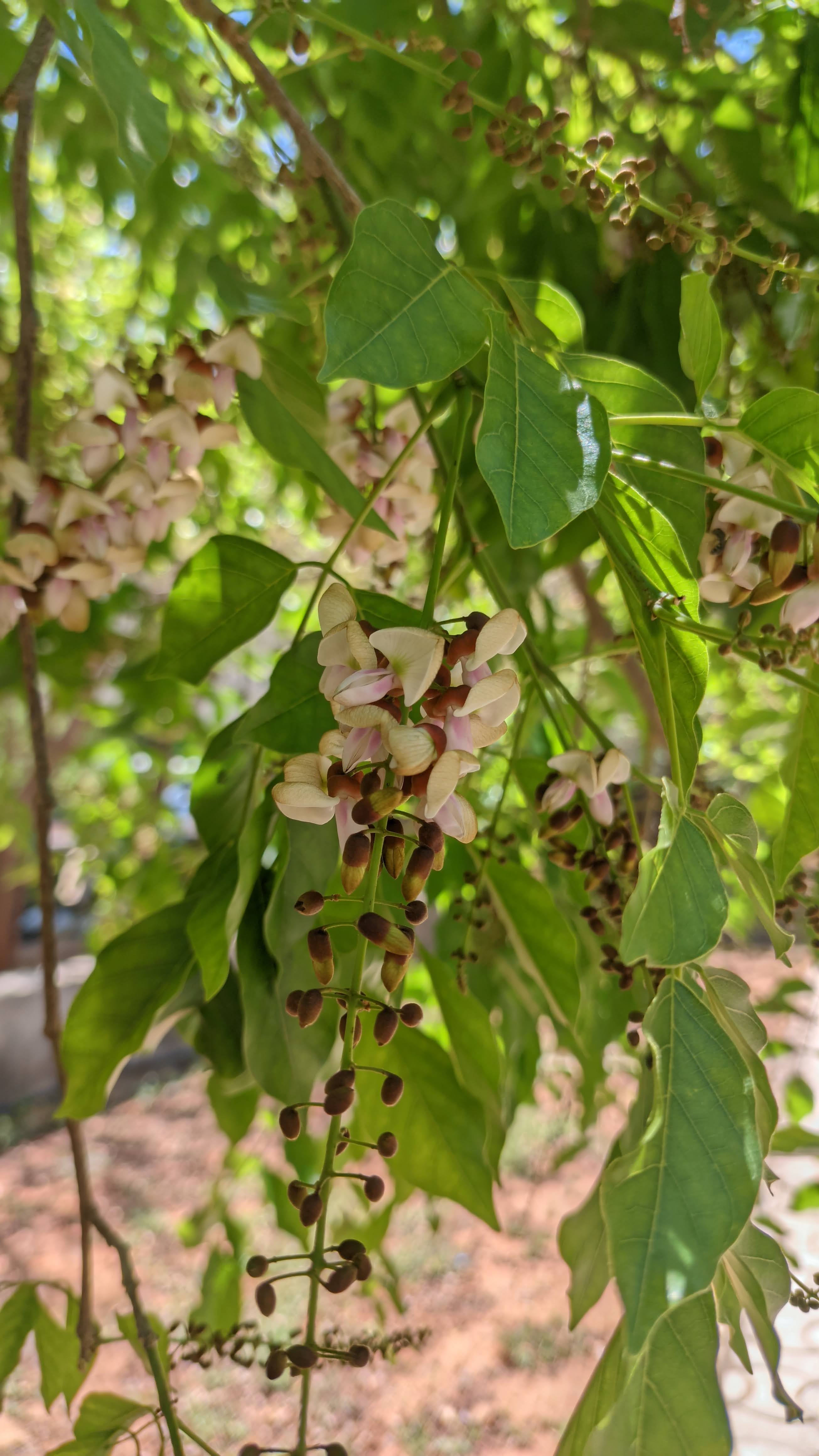 Madre de Cacao